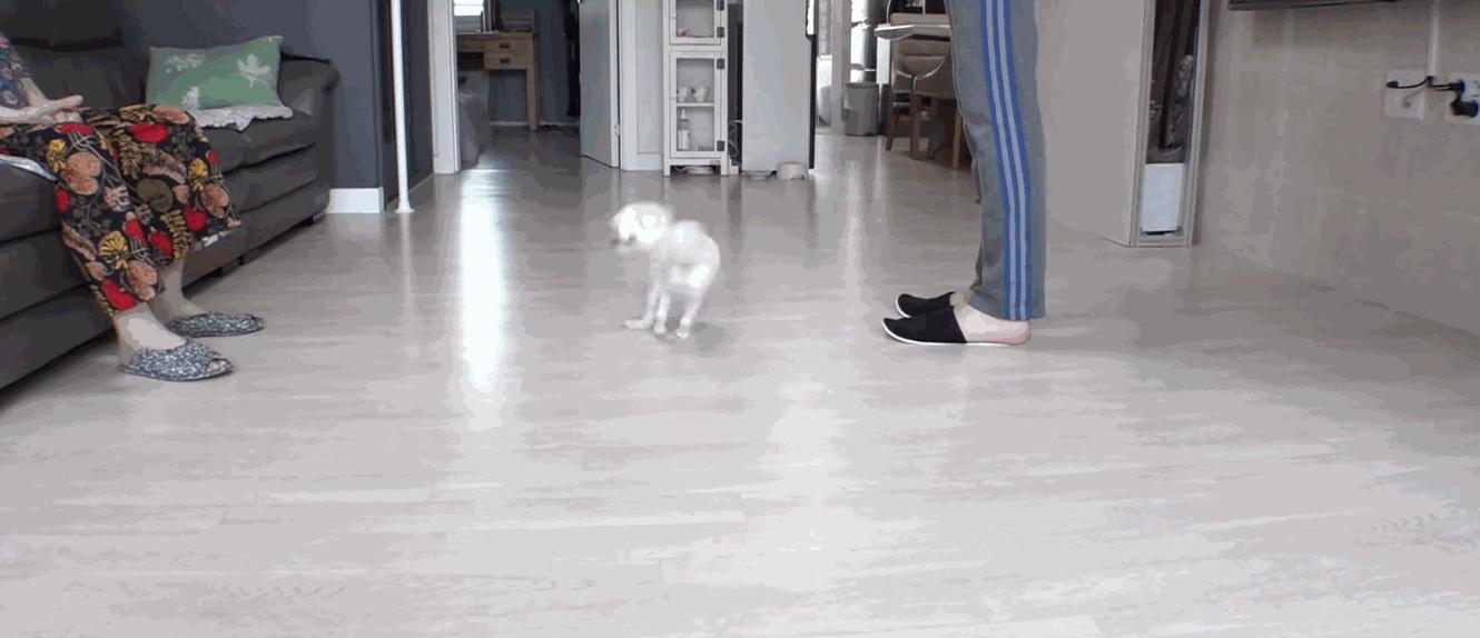 狗狗一直转圈圈还用爪子刨被子,狗狗每天都趴又拉又吐