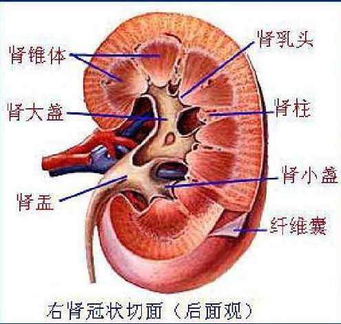 体检b超肾上有囊肿严重吗,检查肾b超需要憋小便吗