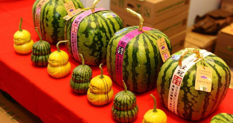 日本土豪买西瓜旅游,日本姑娘到中国买西瓜