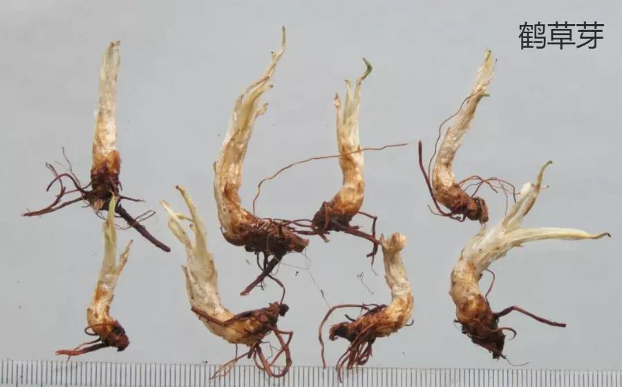 每天学习一味中药教学,每天学习一味中药薤白