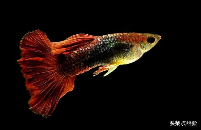 孔雀鱼烂尾怎么办什么原因,怀孕母孔雀鱼烂尾