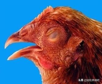 养殖秘诀：最全鸡群感冒防治妙招