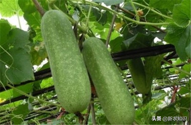 南瓜冬瓜什么时间种植最好,冬瓜的种植技术主蔓何时打顶