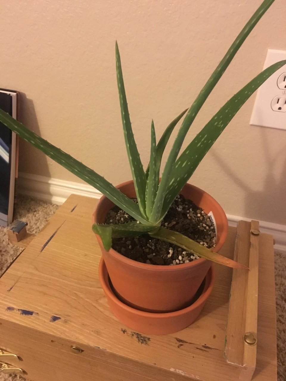 芦荟根部变红死了是怎么回事,芦荟叶子变红变软下垂是为什么