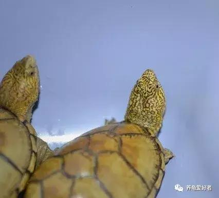 蛋龟类龟的不同阶段,蛋龟还有什么龟