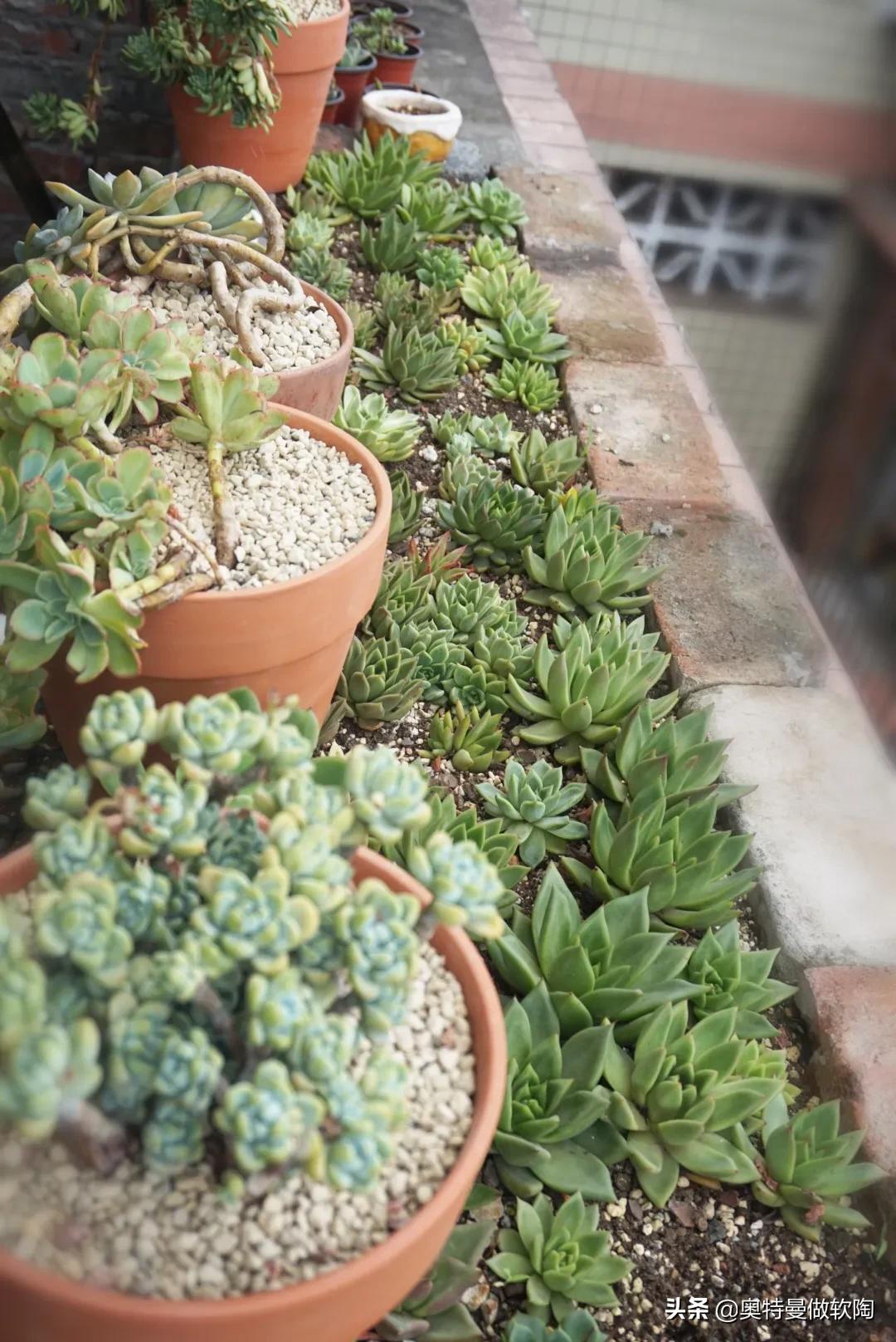 红檀多肉夏天怎么度夏,多肉乌木夏天好度夏吗