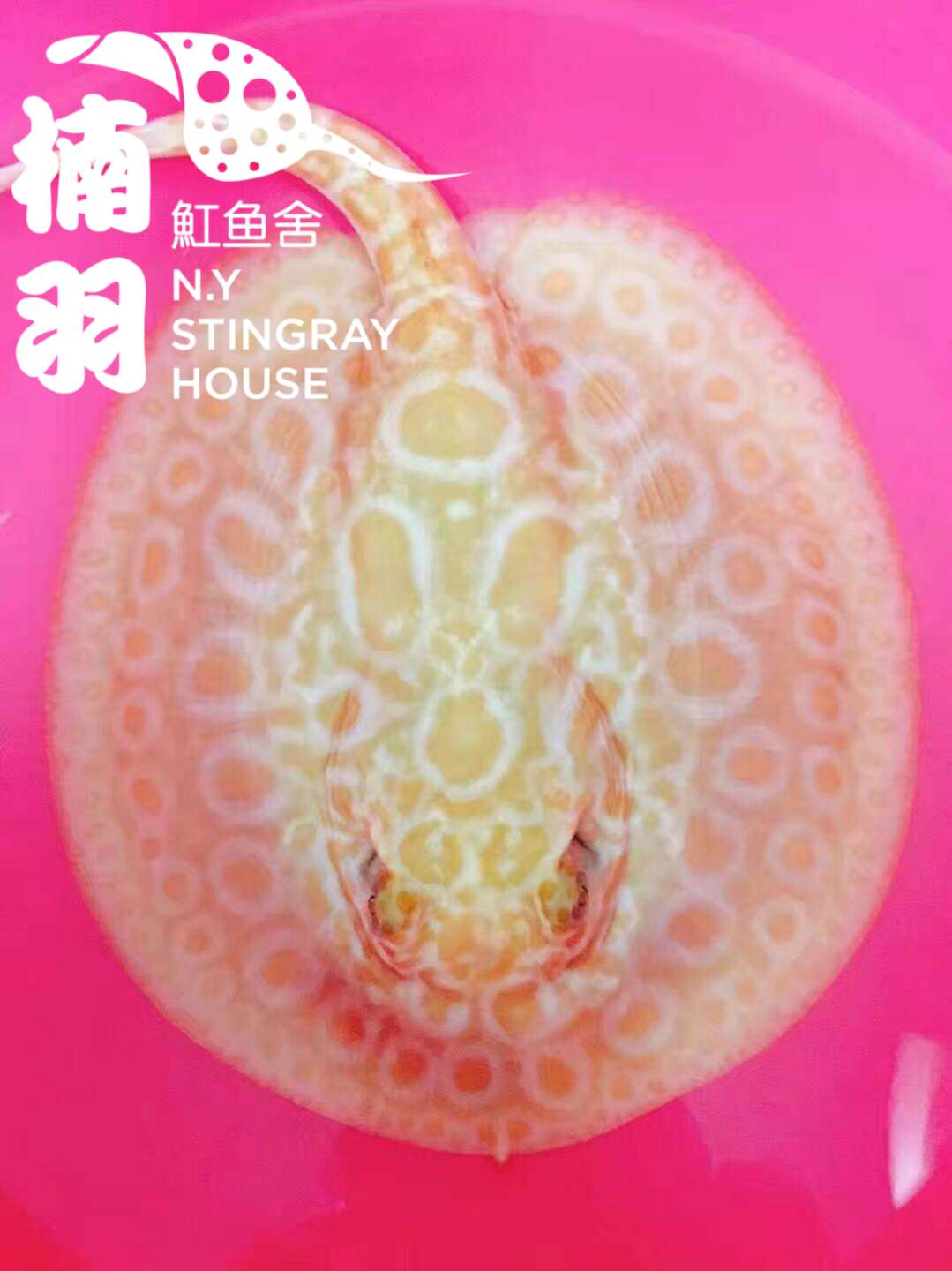 楠羽魟鱼,楠羽养鱼经全集