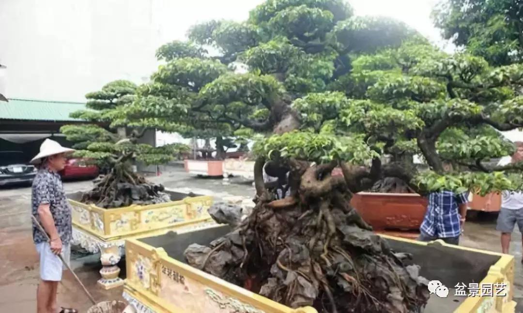 龙凤盆景多少钱一盆,现在值钱的盆景