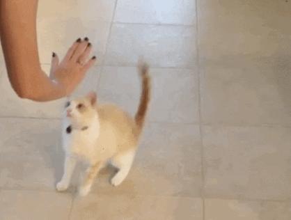 猫咪被家暴怎么走出心理阴影,对猫实施过暴力怎么办