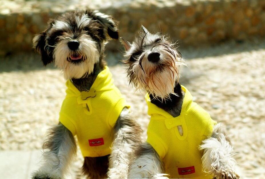 一个主人很久没有给狗喂食物,雪纳瑞拒绝喂食
