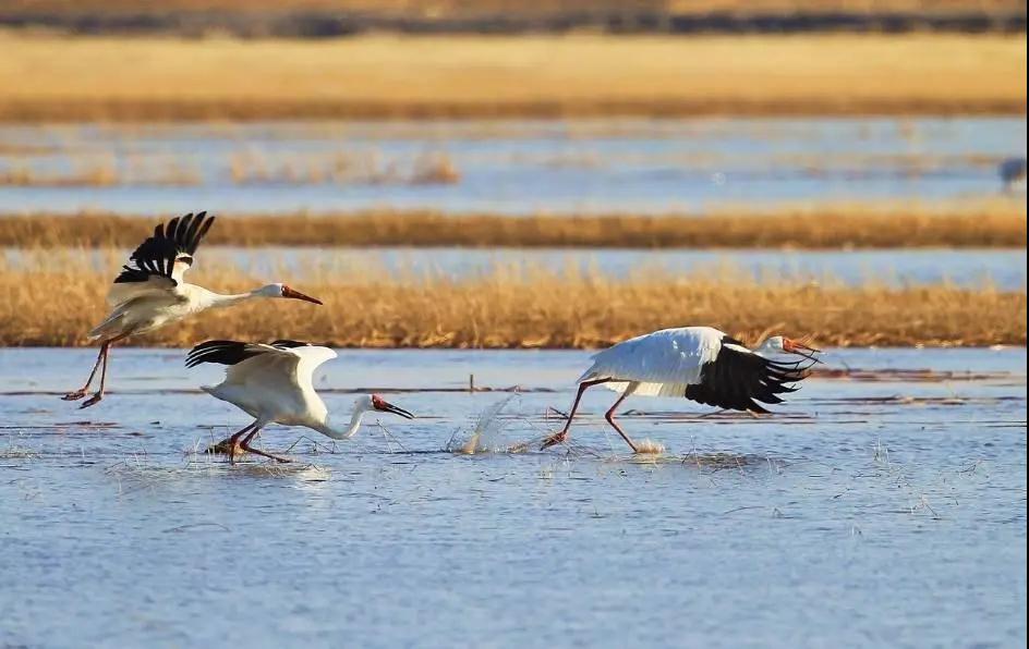 林业生态旅游科普,林草科普