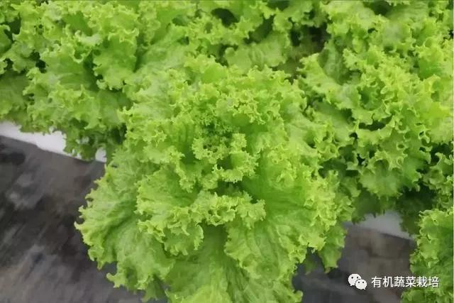 水培蔬菜种植的基础知识,水培蔬菜家庭版水培生菜