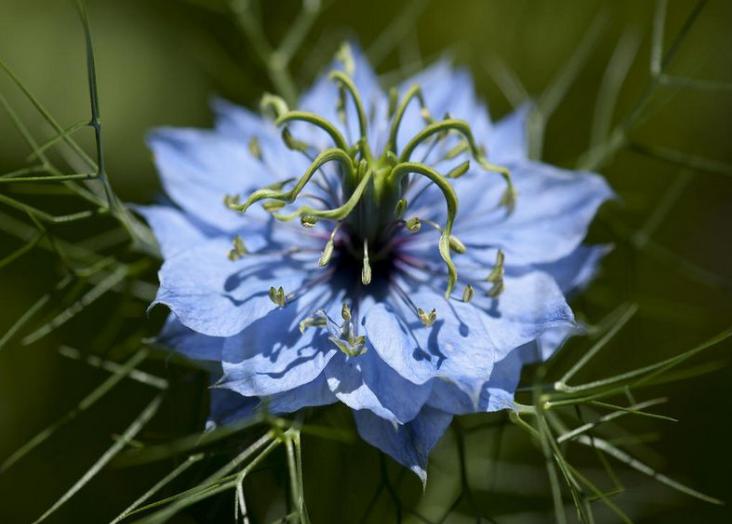 黑种草单瓣,淡蓝黑种草