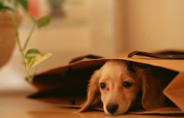 狗狗要攻击你怎么纠正,遇到狗狗攻击怎么办