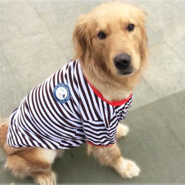 小金毛到家几天可以开始训练,小金毛刚到家该怎么养