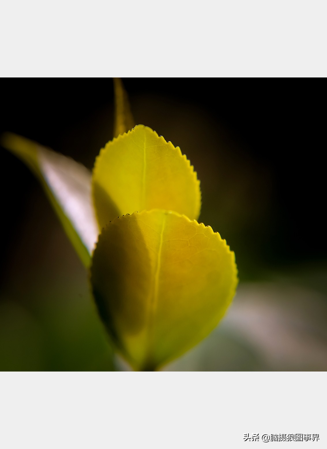 佳能rf24105f4和ef24105f4二代,佳能24105银圈镜头虚化效果