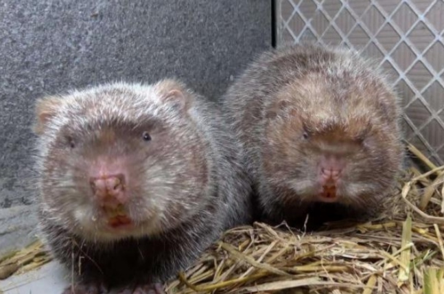 农民致富有哪些好项目,农民致富项目有哪几种