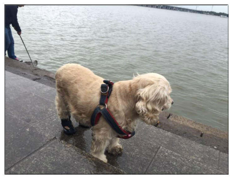 残疾狗狗多次被遗弃迎来10年大运,狗狗生病被遗弃却一步未离开