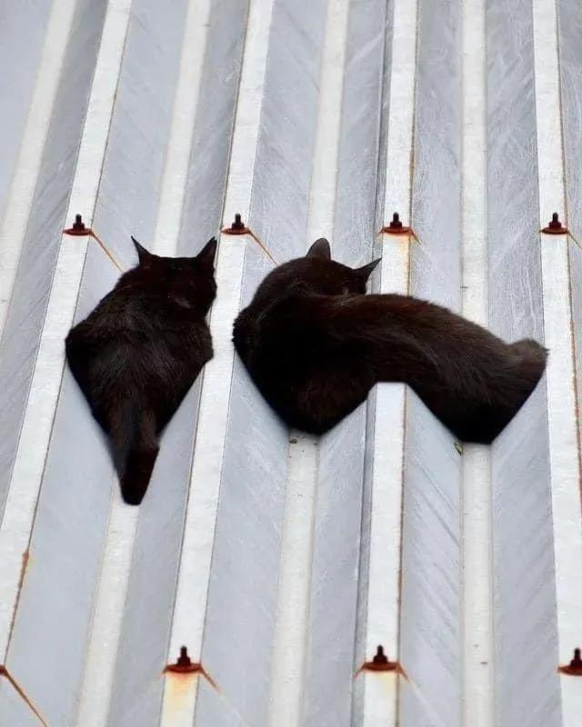 猫咪在屋顶视频,猫咪在屋顶的视频