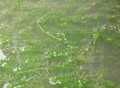 轮叶黑藻养殖小龙虾技术管理,小龙虾塘没有伊乐藻还能养吗