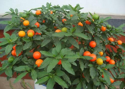 冬珊瑚盆栽果实,冬珊瑚盆栽种植方法