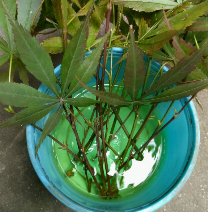 红枫如何提高观赏性,红枫扦插用老枝条好还是嫩枝条好