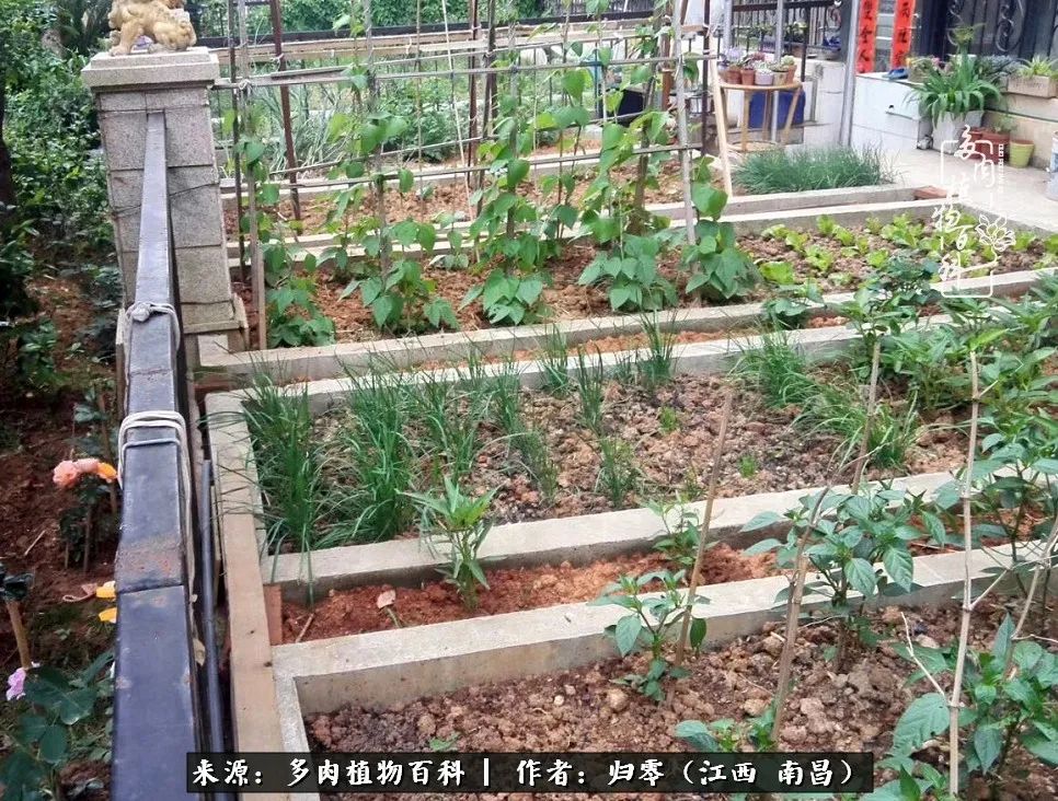 人生转个弯,在小院遇见落入凡间的多肉小精灵