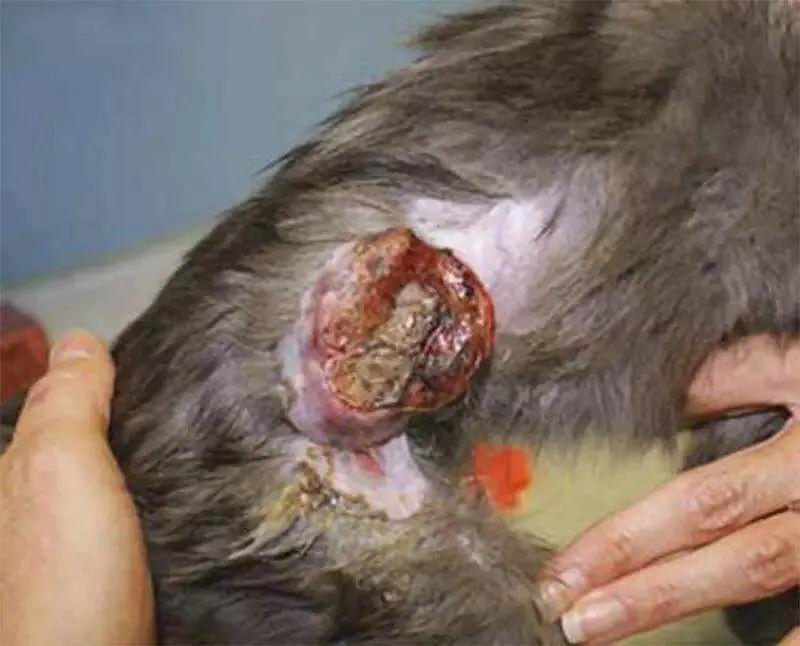 好物分享新手养猫不交智商税,养猫智商税排行榜