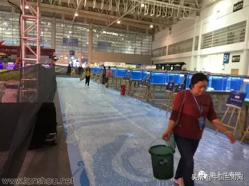 世界金鱼大赛在福州举行,2019中国世界金鱼大赛