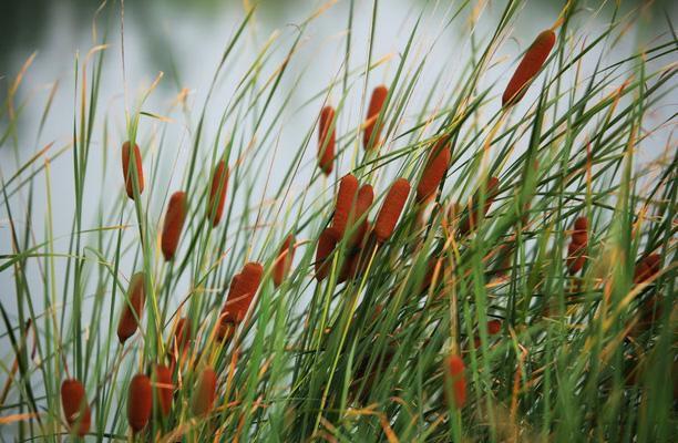 水生态净化植物,常见的观赏净化水生植物