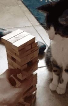 喵星人的反应能力超出常人,喵星人战斗力有多强