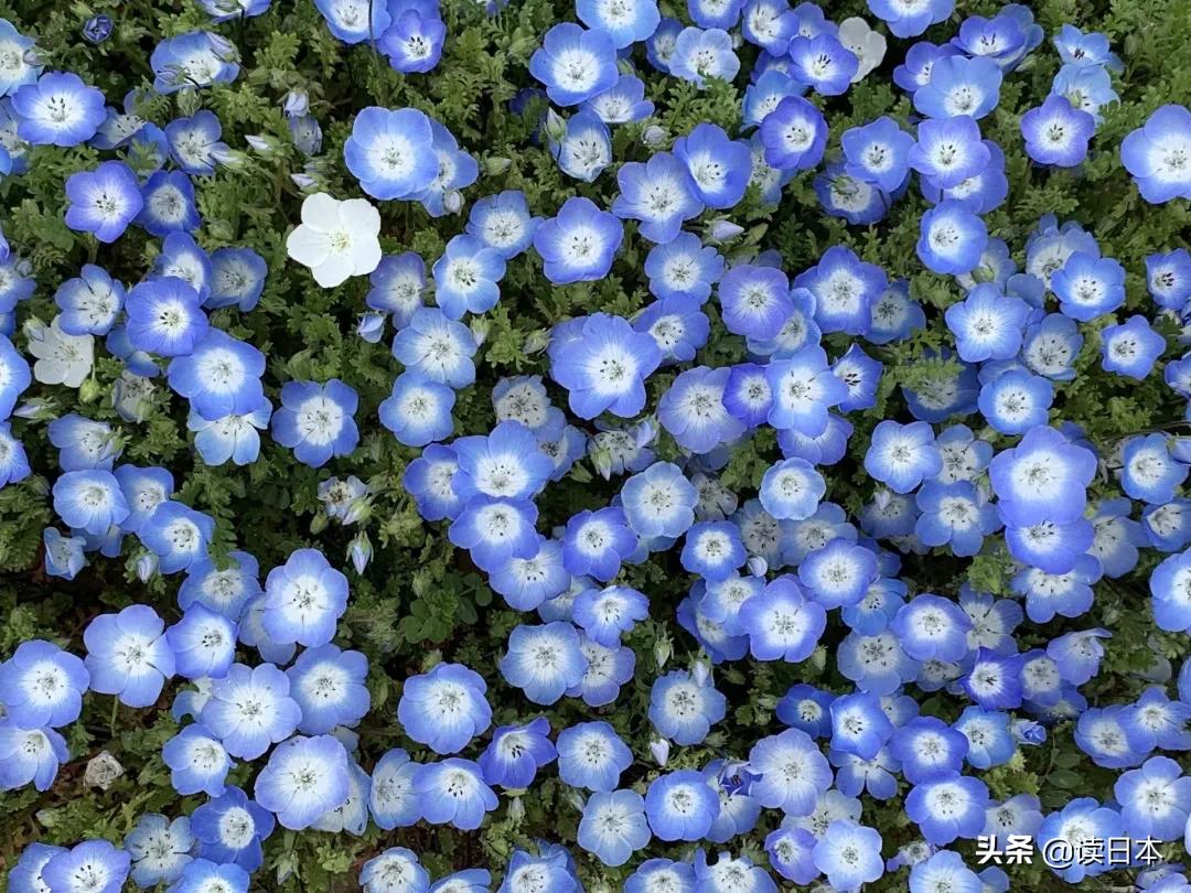 日本茨城连续7年被评魅力最低，可看了真实的她之后，我被美哭了