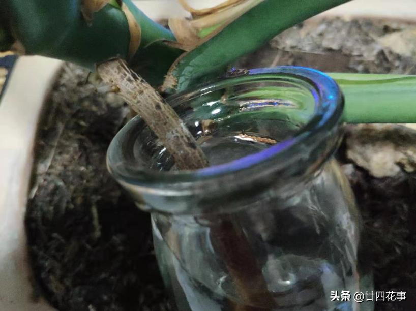 怎样让龟背竹叶子又大又肥,龟背竹怎么补充营养