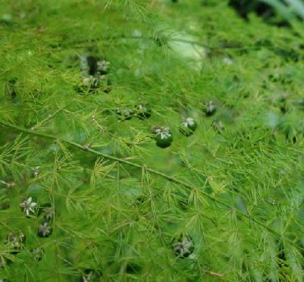 老中医可以给孩子起名吗,用中药名字给孩子取名可以吗