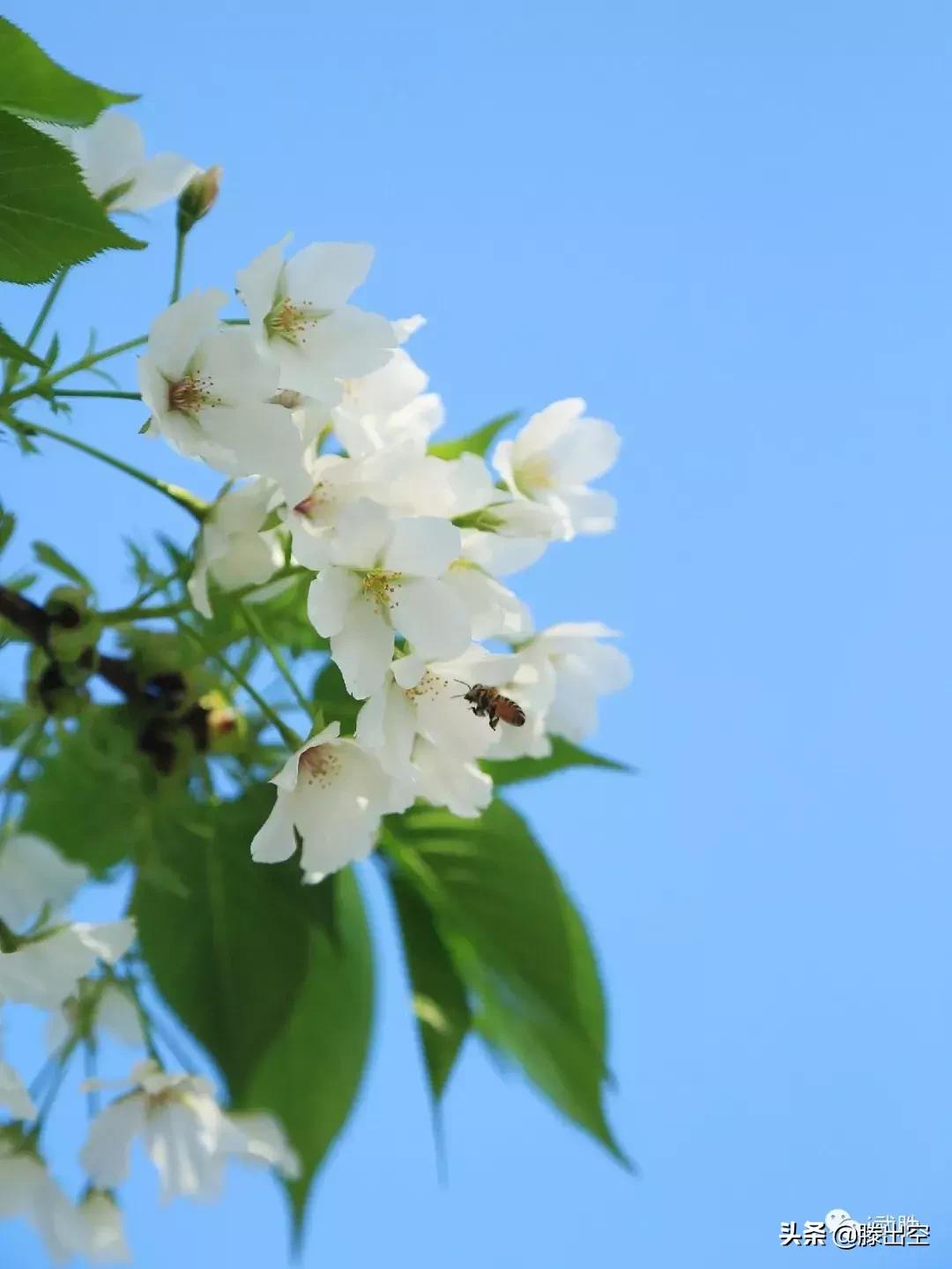 带你来樱花园看浪漫樱花,最美校园春天必打卡的樱花胜地