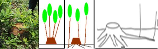 树种起源,次生林起源的特点