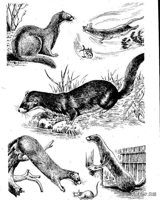 捉了黄鼠狼应该打死还是放了,黄鼠狼抓到后去哪里放生