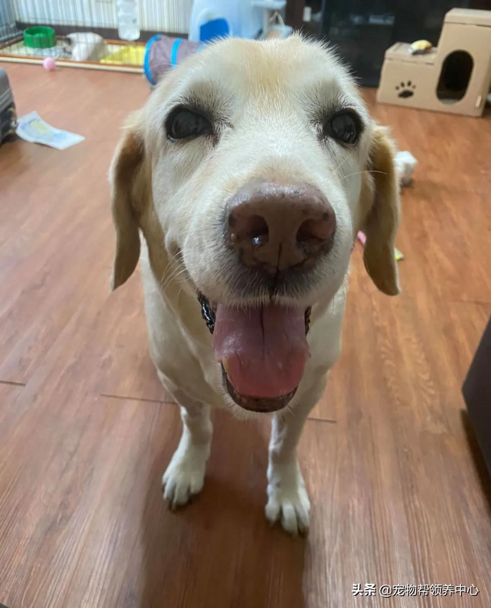 狗狗随地大小便警告语,狗狗随地大小便屡教不改