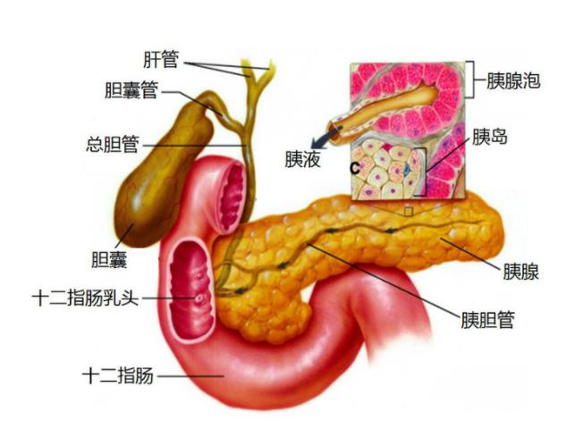 胆囊切除属于脏器残缺吗,胆囊属于什么脏器