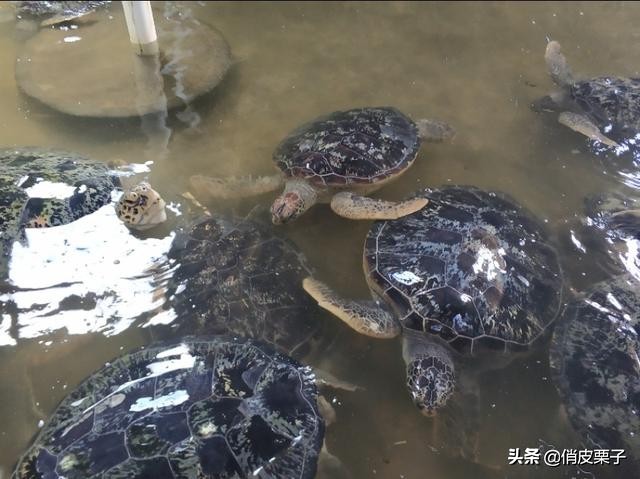 巴厘岛游记400字,巴厘岛游记作文