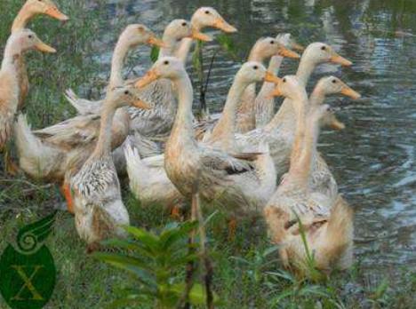蛋鸭输卵管炎用什么药效果比较好,鸭输卵管炎如何预防与治疗
