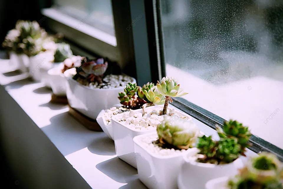 多肉植物怎样养新手入门篇,新手养多肉植物需要掌握的8点