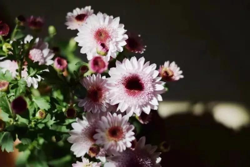 向来情深奈何缘浅意难平,向来缘浅奈何情深啥意思