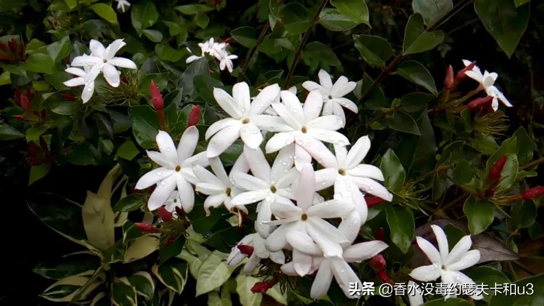 娇兰绿意百合香评,娇兰百合