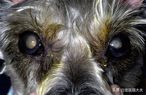怎样预防狗狗得白内障,狗狗得白内障是什么原因及症状