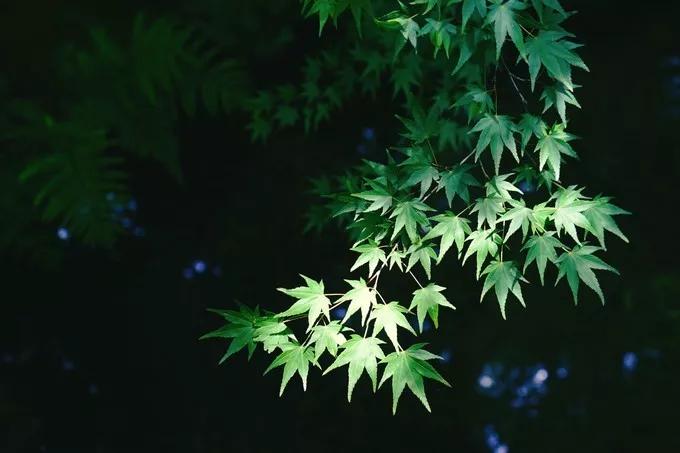 不一样的大阪三日游,瑠璃一束光,值得一来再来