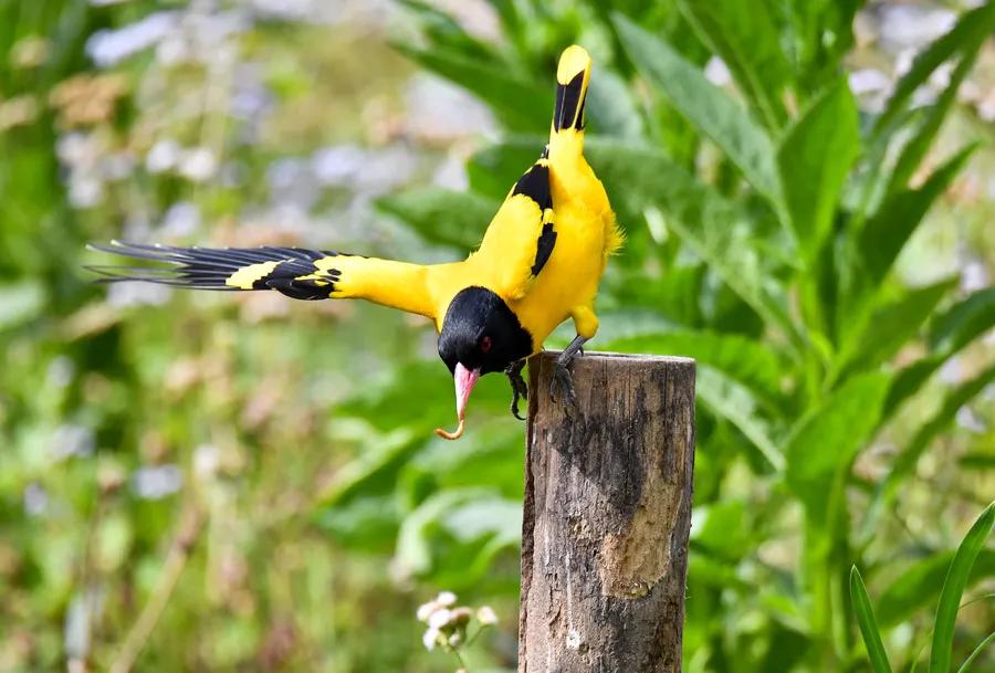关于春天的古诗词美篇,让人惊艳的春天古诗词