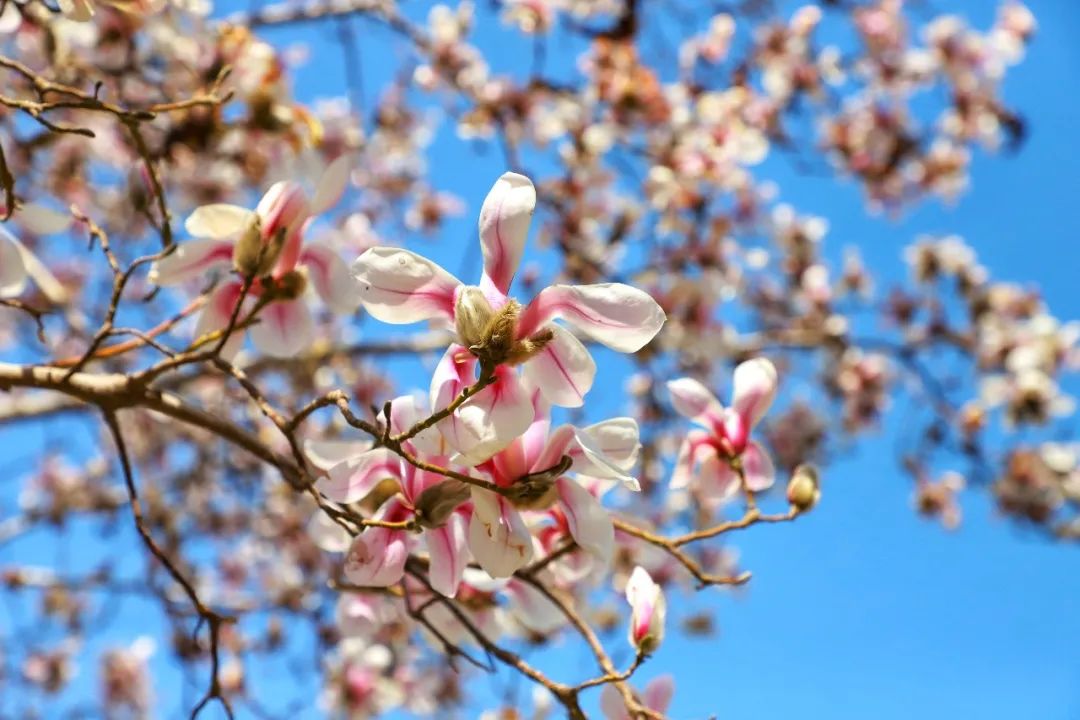 春天里最美的花儿，语文课本上的天下第一……一定要带孩子来