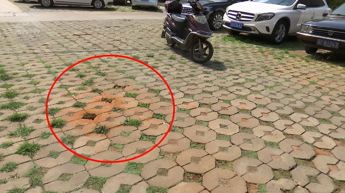 红火蚁咬到人死亡事件,红火蚁出没村民被咬出现休克