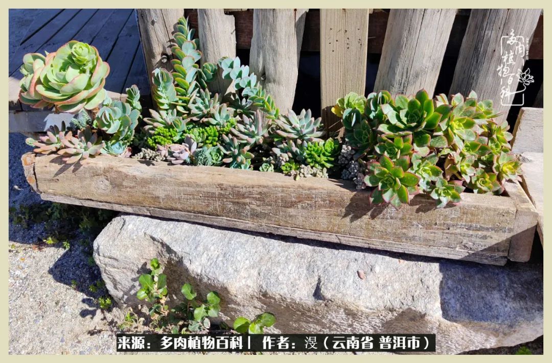 深情不及久伴,厚爱无需多言,择一“爱”,护一生